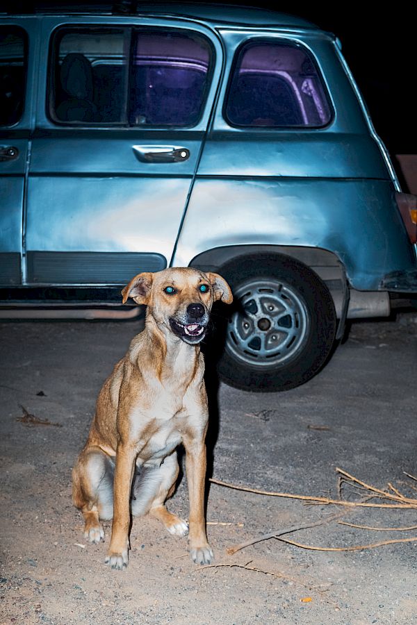 Book DOG`S LIFE IN IMSOUANE