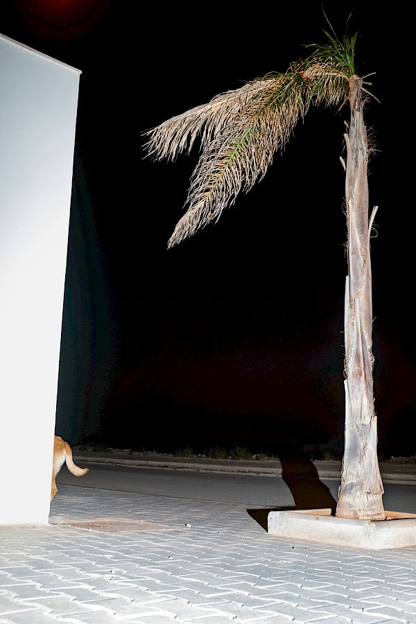 Book DOG`S LIFE IN IMSOUANE