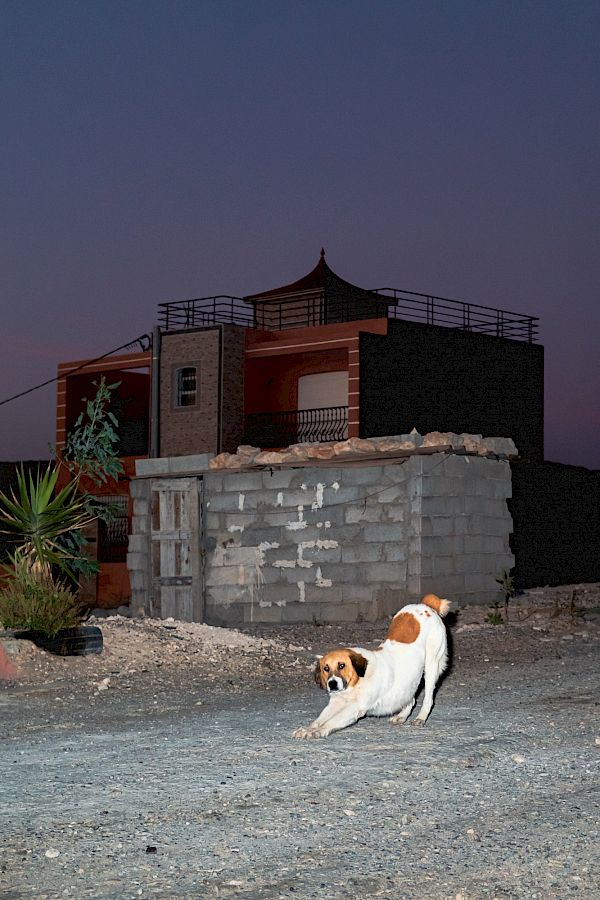 Book DOG`S LIFE IN IMSOUANE