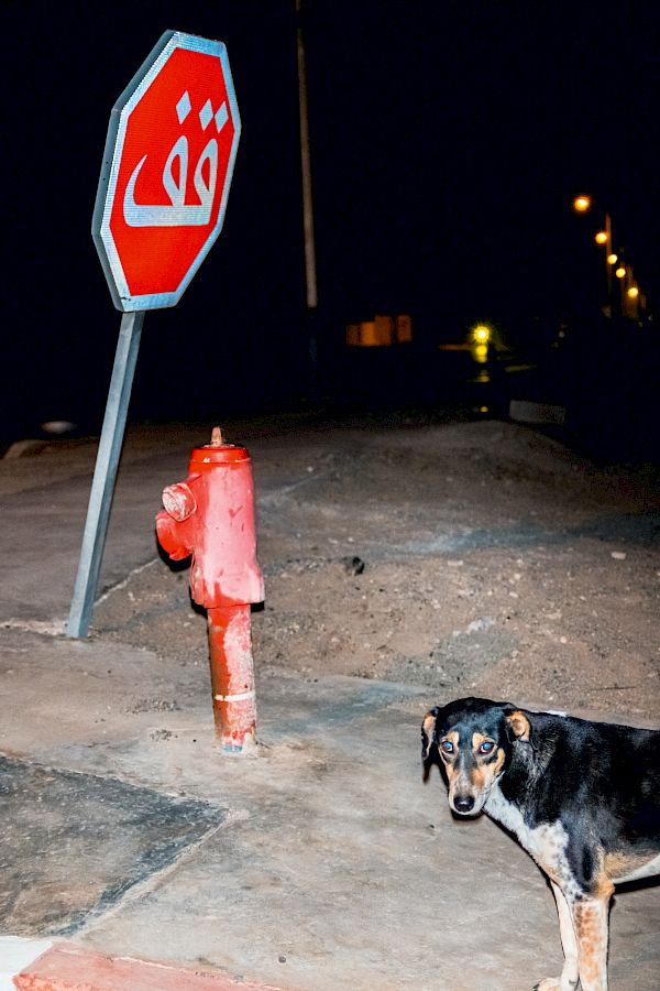 Book DOG`S LIFE IN IMSOUANE