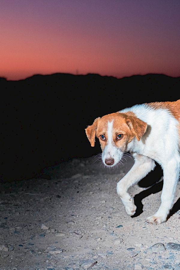 Book DOG`S LIFE IN IMSOUANE