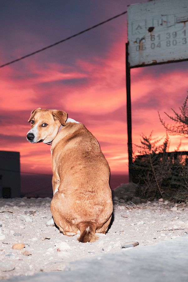 Book DOG`S LIFE IN IMSOUANE