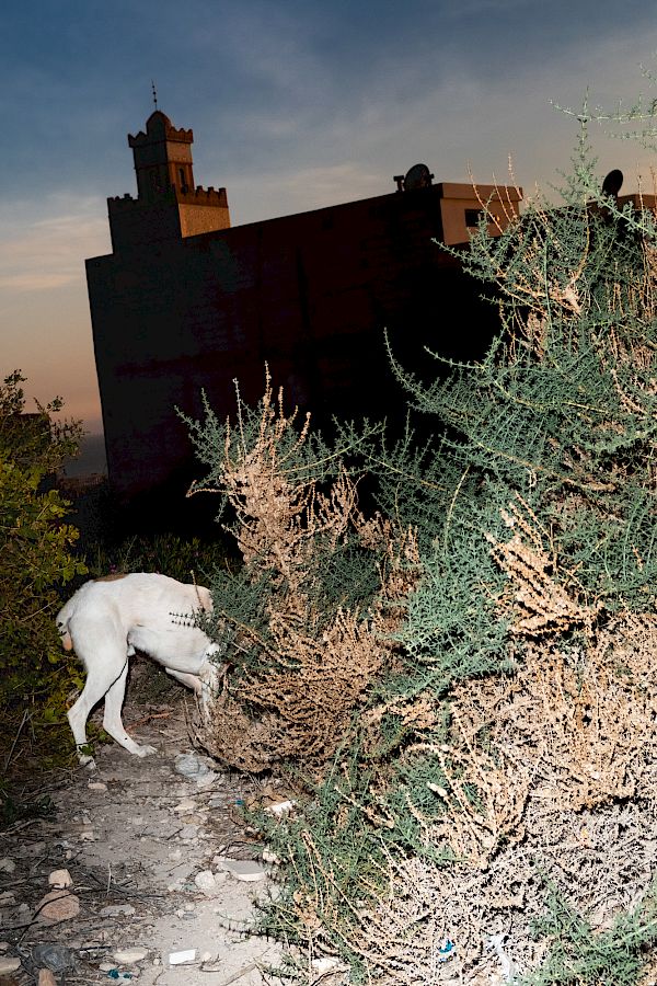 Book DOG`S LIFE IN IMSOUANE