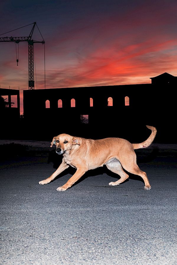 Book DOG`S LIFE IN IMSOUANE