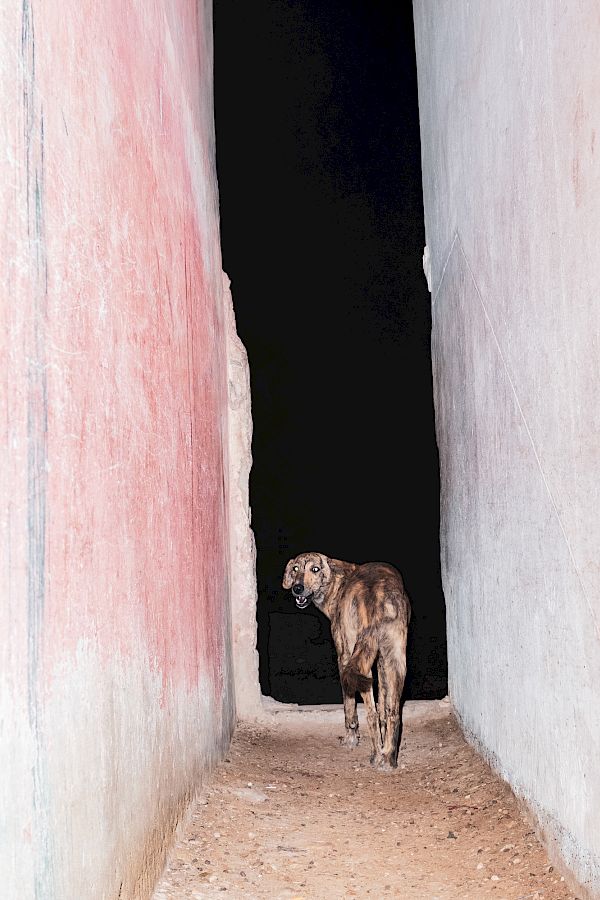 Book DOG`S LIFE IN IMSOUANE