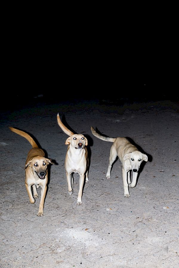 Book DOG`S LIFE IN IMSOUANE