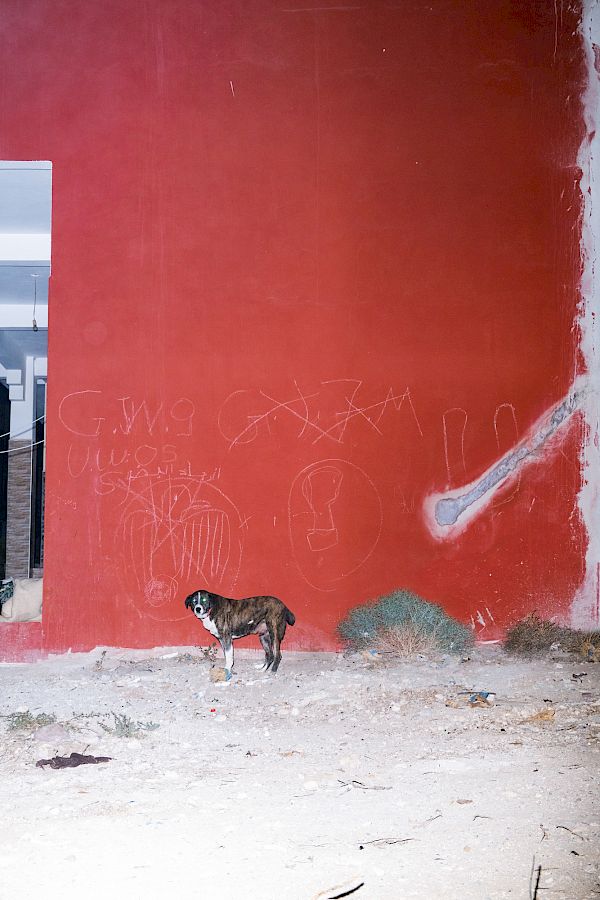 Book DOG`S LIFE IN IMSOUANE