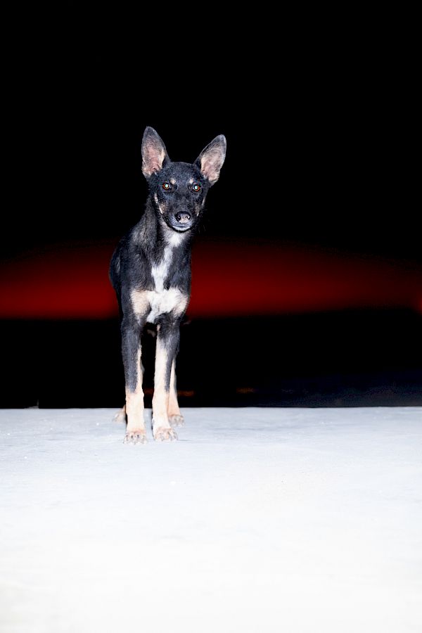 Book DOG`S LIFE IN IMSOUANE