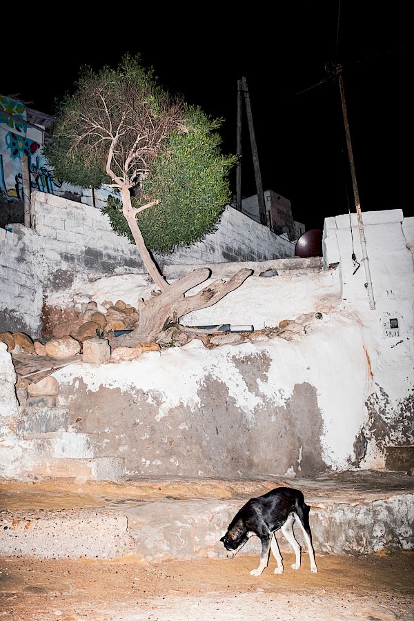 Book DOG`S LIFE IN IMSOUANE