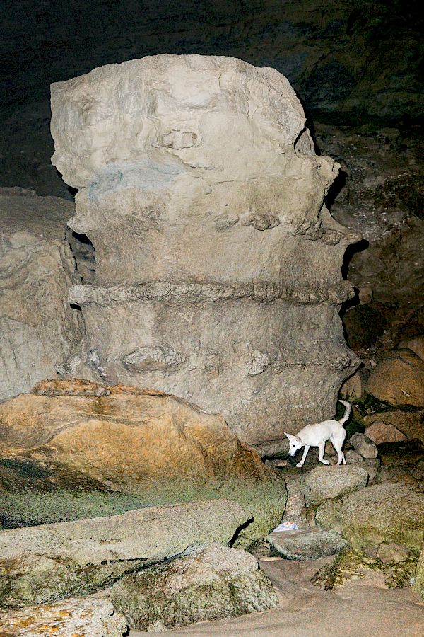 Book DOG`S LIFE IN IMSOUANE