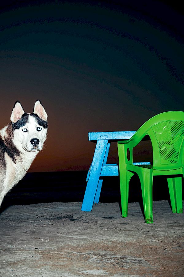 Book DOG`S LIFE IN IMSOUANE