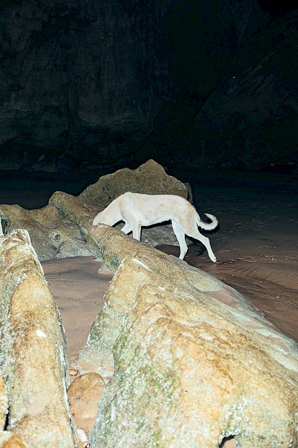 Book DOG`S LIFE IN IMSOUANE