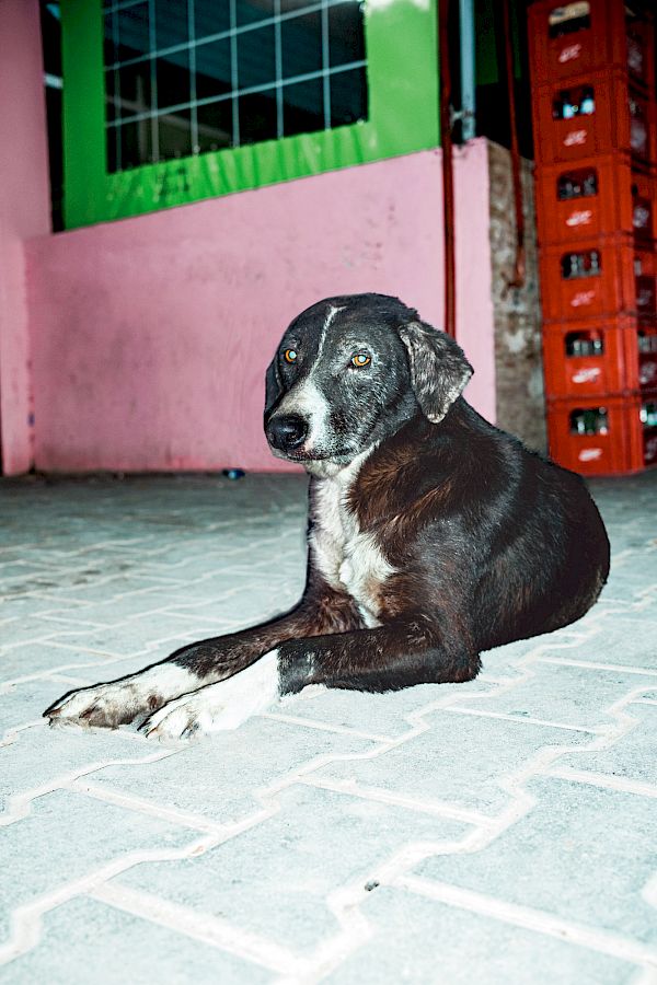 Book DOG`S LIFE IN IMSOUANE