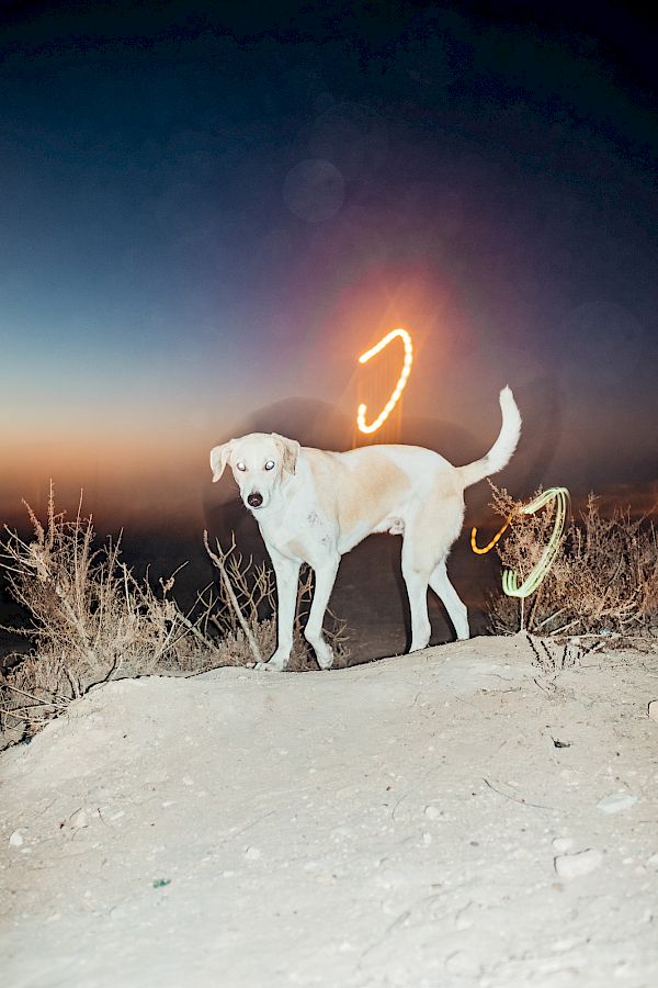 Book DOG`S LIFE IN IMSOUANE