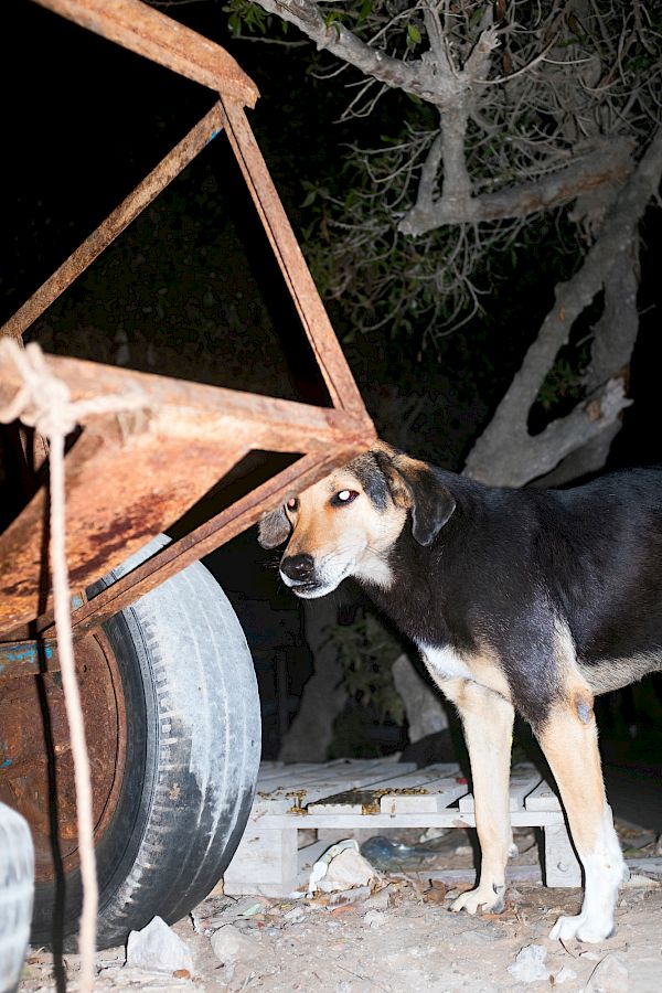 Book DOG`S LIFE IN IMSOUANE