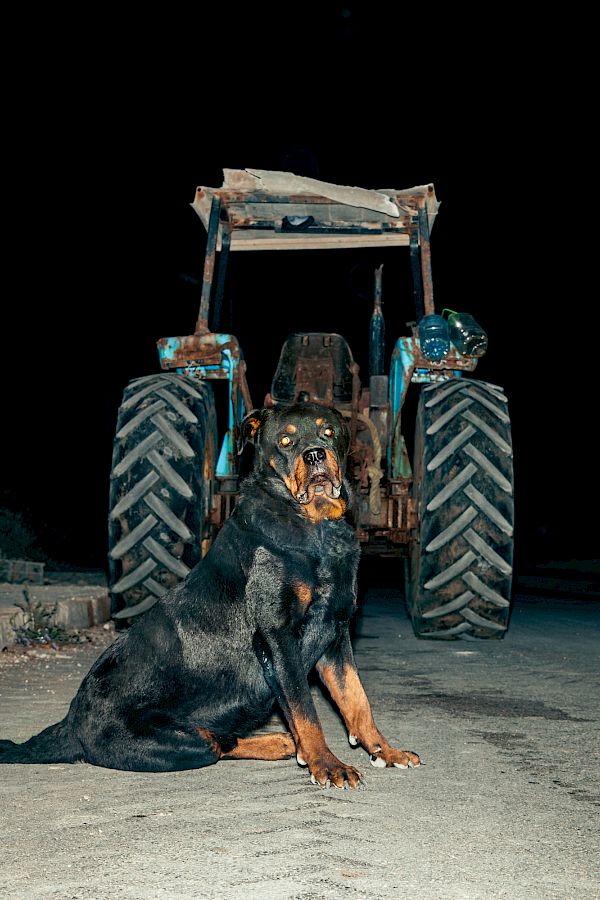 Book DOG`S LIFE IN IMSOUANE