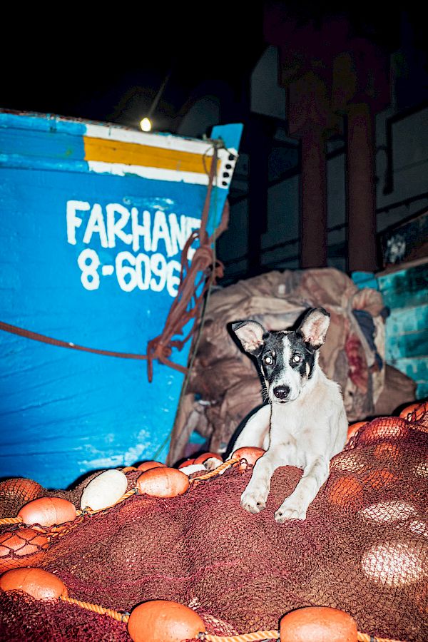 Book DOG`S LIFE IN IMSOUANE