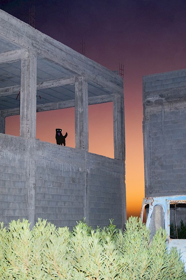 Book DOG`S LIFE IN IMSOUANE