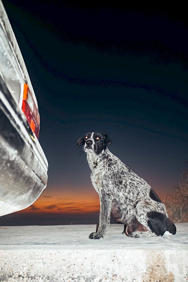 Book DOG`S LIFE IN IMSOUANE