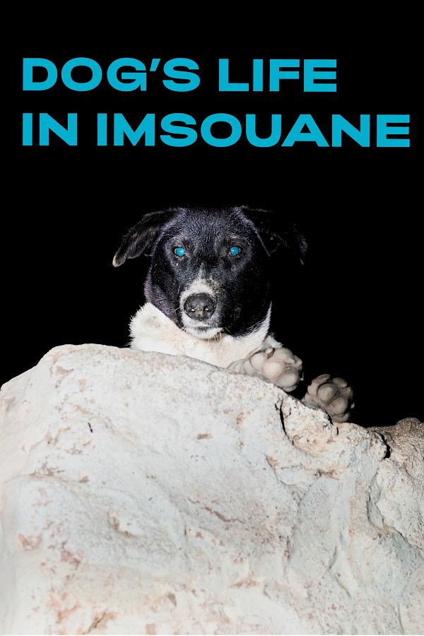 Book DOG`S LIFE IN IMSOUANE