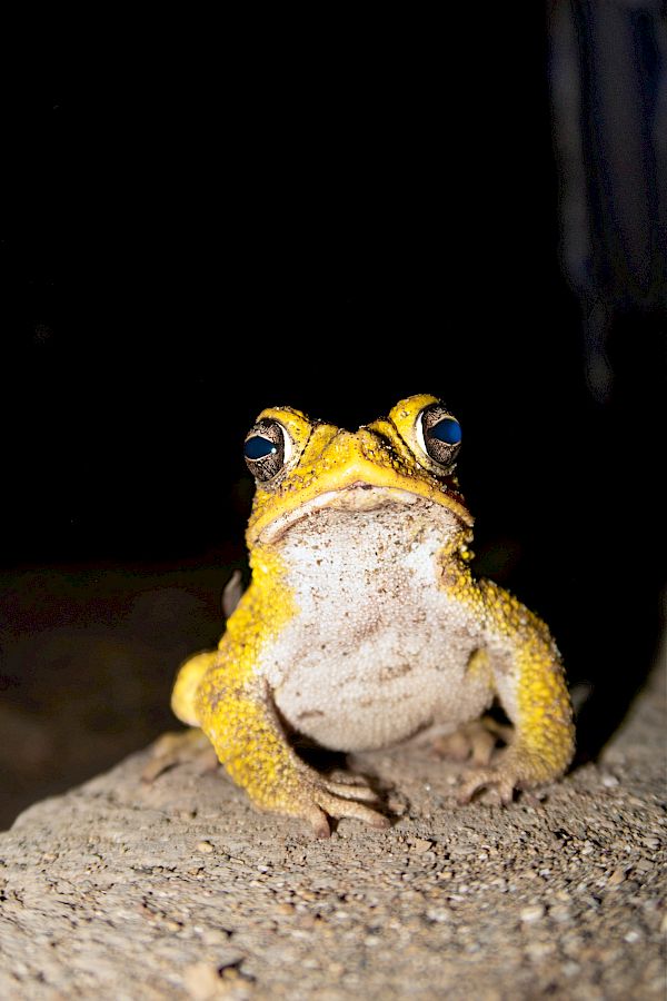 Buenos Tardes Amigo / Postcards from Nicaragua