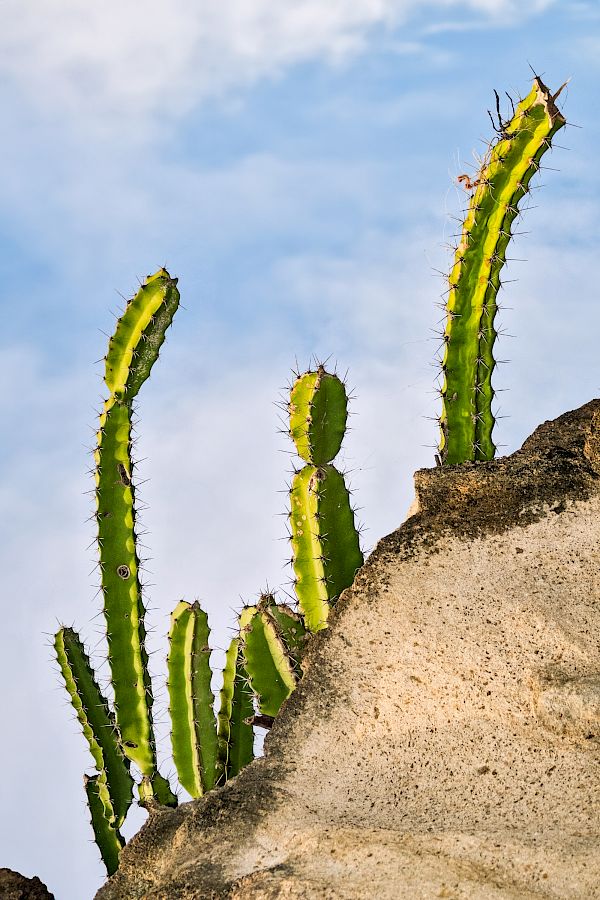 Buenos Tardes Amigo / Postcards from Nicaragua