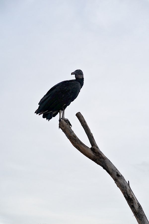 Buenos Tardes Amigo / Postcards from Nicaragua
