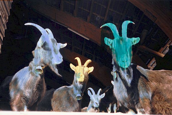 Mellow Gum Afternoon